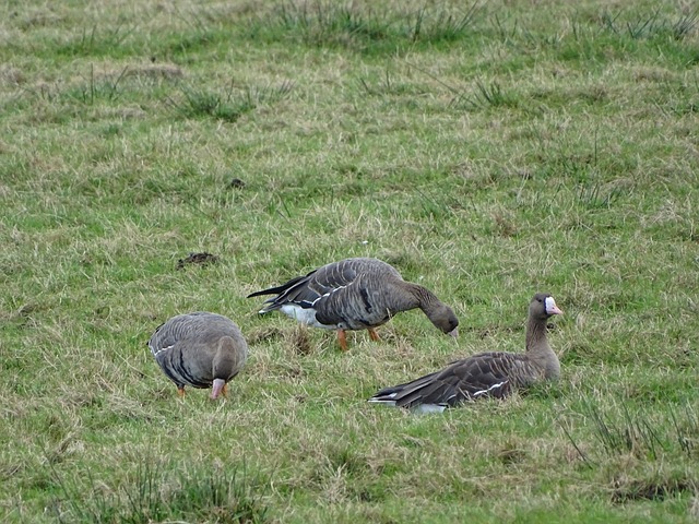 其发展历程 其发展历程