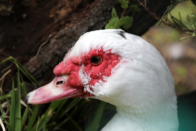 队在比赛中 队在比赛中