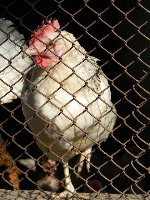 这也为桑托 这也为桑托